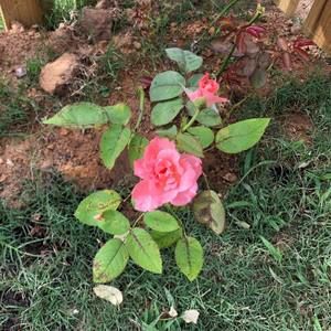 Meet your Posher, Patricia